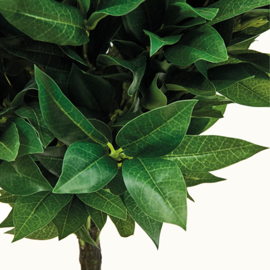 Ficus 1 Copa