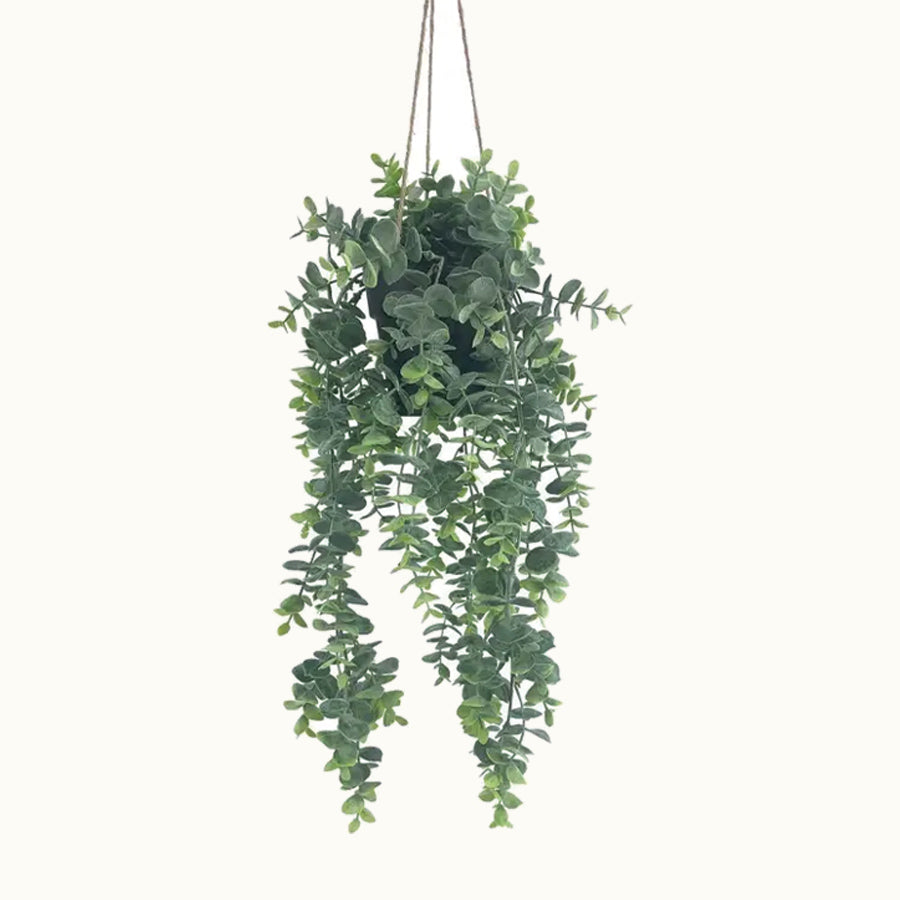 Planta Colgante Eucalipto