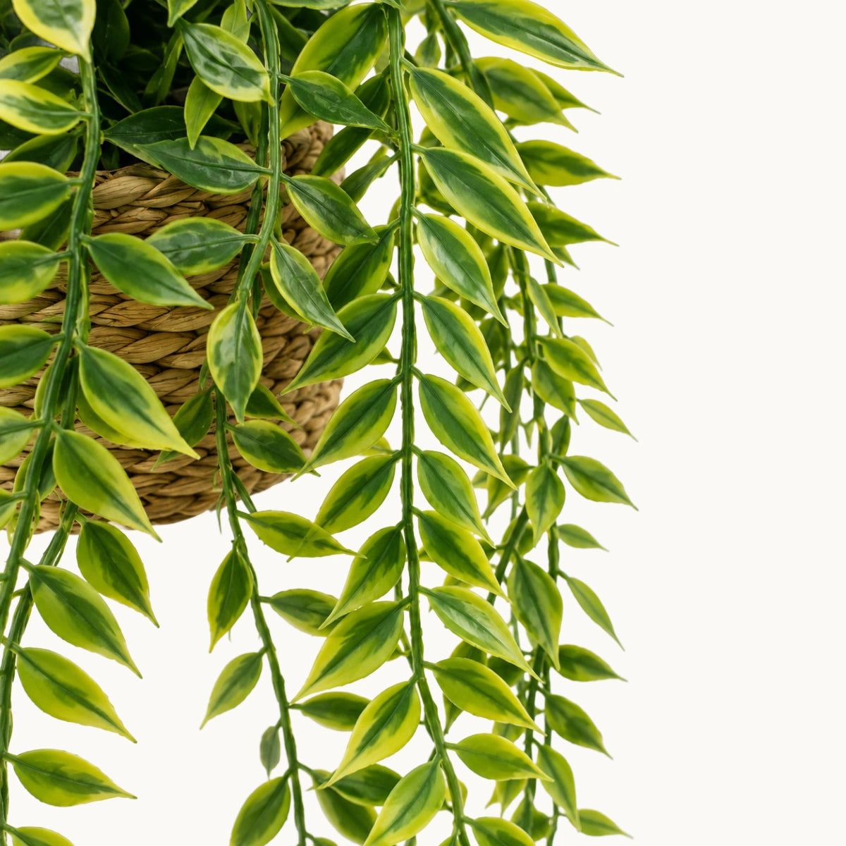 Planta-colgante-samy-Stilo-Decor-6