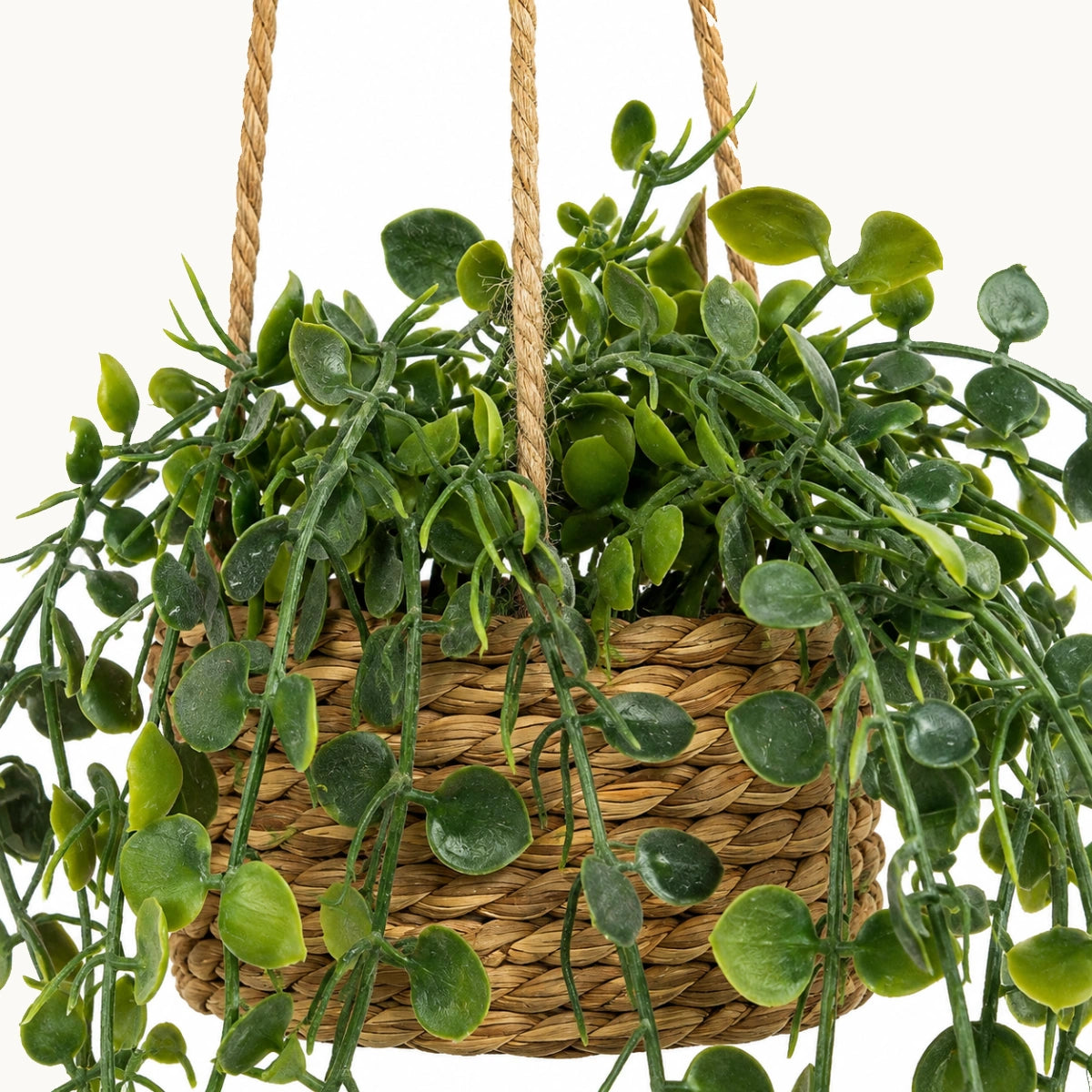 Planta-colgante-samy-Stilo-Decor-7