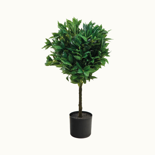 Ficus 1 Copa